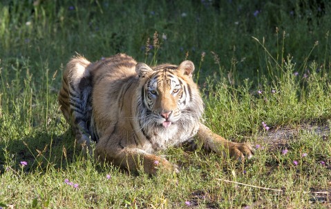 雄狮大胜雄虎，詹姆斯独得31分